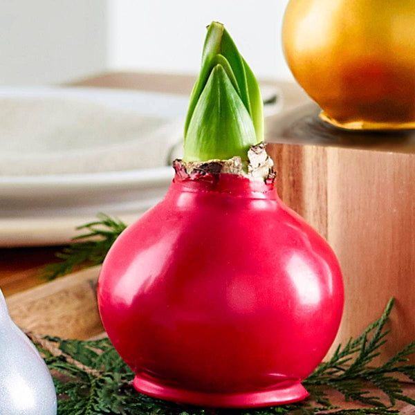 Breck's 1-Pack Red Flowering Red Waxed Amaryllis Bulb in | 66022